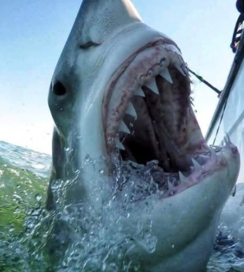 Australia, squalo attacca una donna sul kayak