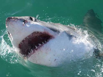 Polinesia, nuotatore attaccato da uno squalo