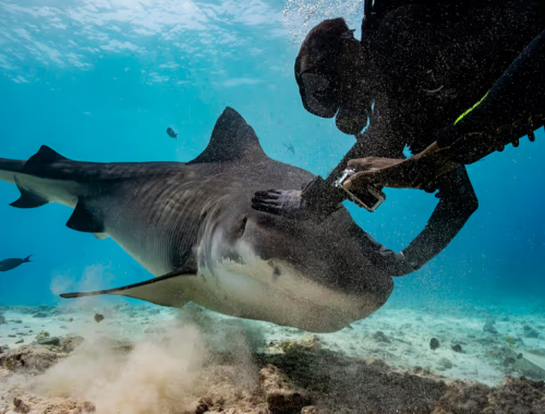 Viaggiare sicuri: allerta di viaggio per destinazioni asiatiche dopo un attacco di squalo