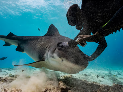 Viaggiare sicuri: allerta di viaggio per destinazioni asiatiche dopo un attacco di squalo