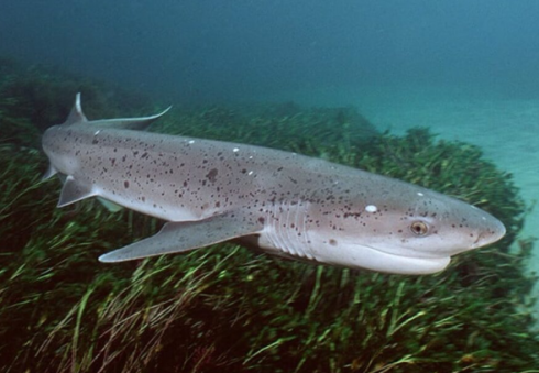 Donna morsa da uno squalo mentre nuotava sulla spiaggia vicino a Burnie in Australia