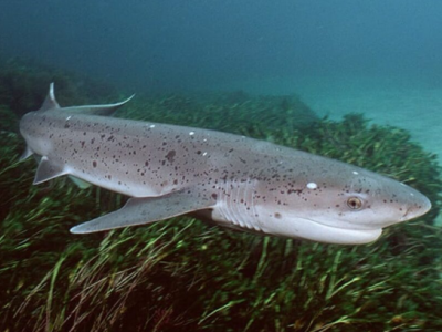 Donna morsa da uno squalo mentre nuotava sulla spiaggia vicino a Burnie in Australia