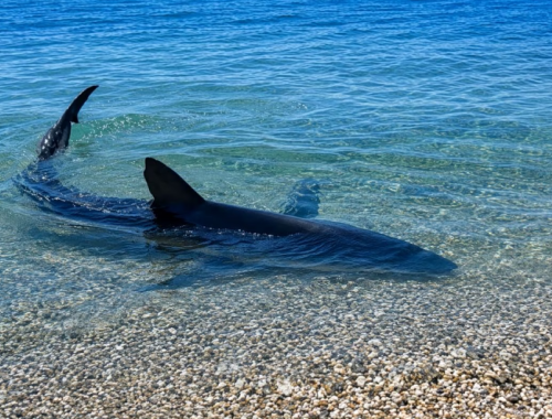 Avvistamenti di squali in Grecia: tra psicosi e realt&agrave; storica, gli esperti invitano alla calma