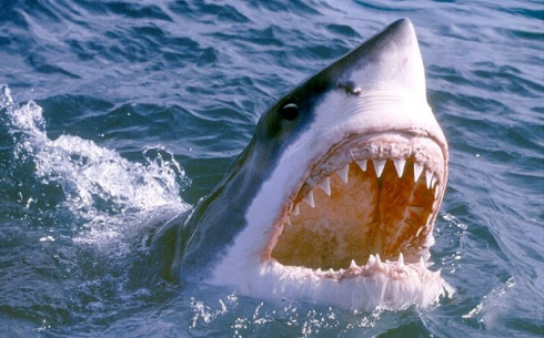 Allarme squali a Huntington Beach in California: chiusa per giorni la spiaggia dopo il ritrovamento di una balena con segni di morsi spiaggiata anche se ancora viva