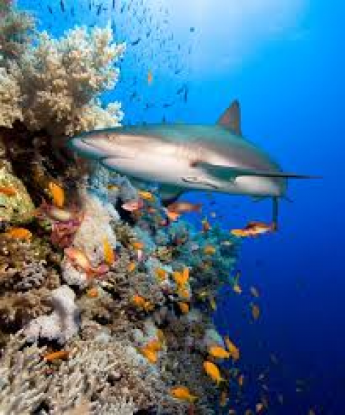Australia, squalo uccide ranger nella Grande Barriera Corallina del Queensland.