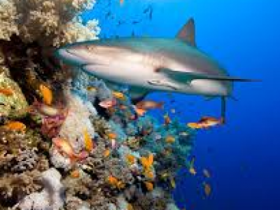 Australia, squalo uccide ranger nella Grande Barriera Corallina del Queensland. 