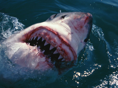 Grande squalo bianco uccide due bagnanti