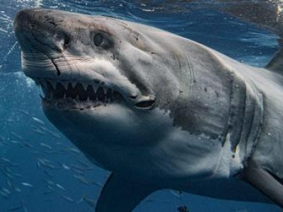 I diportisti filmano un grande squalo bianco nel Mediterraneo, vicino alla costa della Camargue