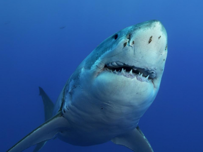 Messico: attacco mortale di squalo bianco, sommozzatore decapitato 
