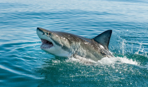 Panico in spiaggia: un enorme squalo minaccia i bagnanti