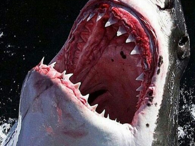 Queensland, adolescente attaccata e ferita gravemente uno squalo