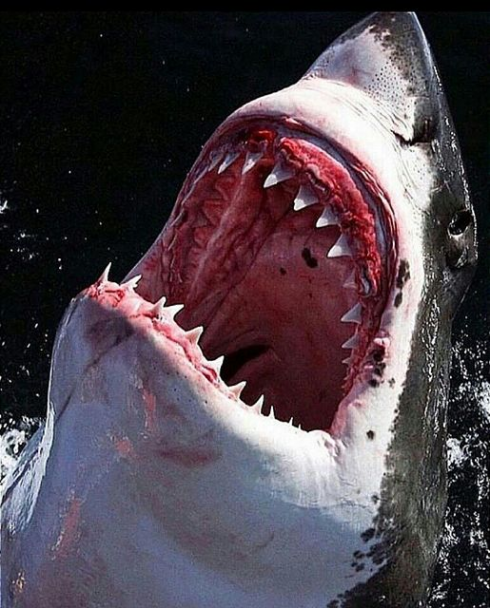 Queensland, adolescente attaccata e ferita gravemente uno squalo