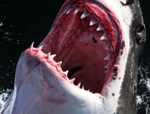 Uomo ucciso in attacco di squali al largo della costa dell'Australia Occidentale