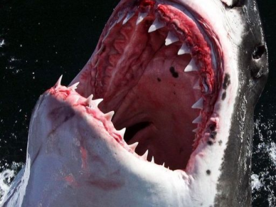 Uomo ucciso in attacco di squali al largo della costa dell'Australia Occidentale