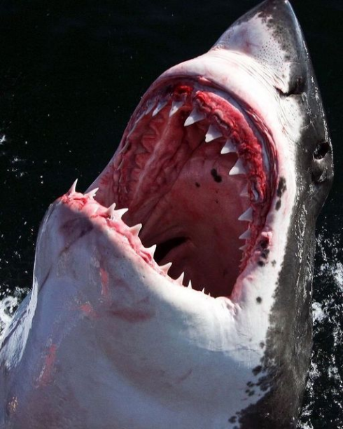 Uomo ucciso in attacco di squali al largo della costa dell'Australia Occidentale