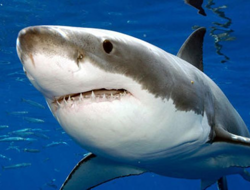 Muore dopo essere stata attaccata sulla riva da uno squalo che l'ha trascinata per 15 metri sul fondo del mare