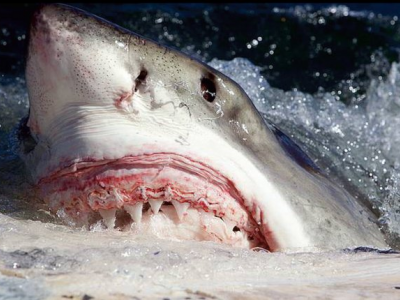 Attacco mortale di uno squalo al largo della costa dell'Australia meridionale