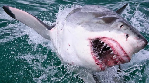 Australia, muore a 20 anni dopo l'attacco di uno squalo