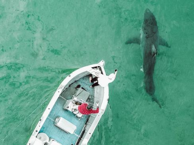 Squalo bianco attacca la barca a pochi metri dalla riva: ripresa tutta la scena