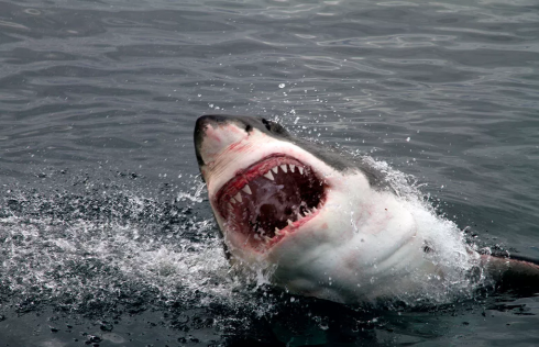 Shock in spiaggia: brutale attacco di squalo