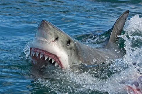 Australia: sub sopravvive ad attacco squalo, grave.