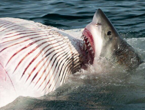 Allarme squali a Binningup Beach pochi giorni dopo l'attacco mortale a Perth in Australia
