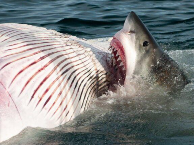 Allarme squali a Binningup Beach pochi giorni dopo l'attacco mortale a Perth in Australia