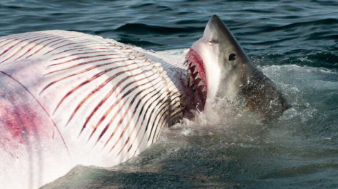 Allarme squali a Binningup Beach pochi giorni dopo l'attacco mortale a Perth in Australia
