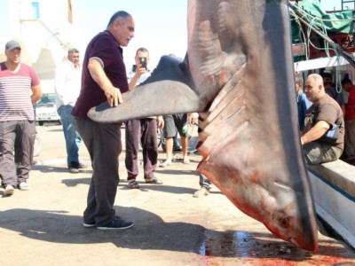 Presenza grande predatore nel Mediterraneo. Catturato grande squalo bianco al largo dell'isola turistica tunisina di Djerba 