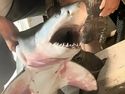 Grande squalo bianco catturato e venduto nell'Adriatico