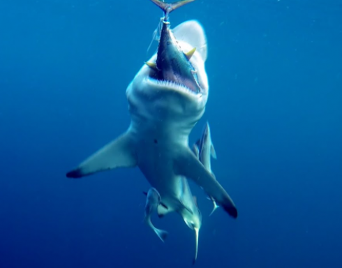 Sorpresa al largo di Otranto: grande squalo bianco attacca un tonno appena pescato