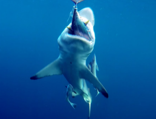Sorpresa al largo di Otranto: grande squalo bianco attacca un tonno appena pescato