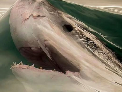 “Quello pescato” a Marina di Pisa era uno squalo mako