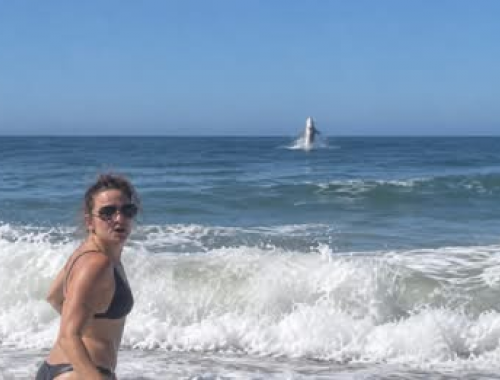 Squalo bianco gigante salta fuori dall'acqua in California: il video shock fa il giro del web