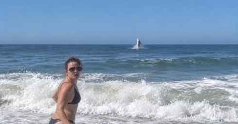 Squalo bianco gigante salta fuori dall'acqua in California: il video shock fa il giro del web