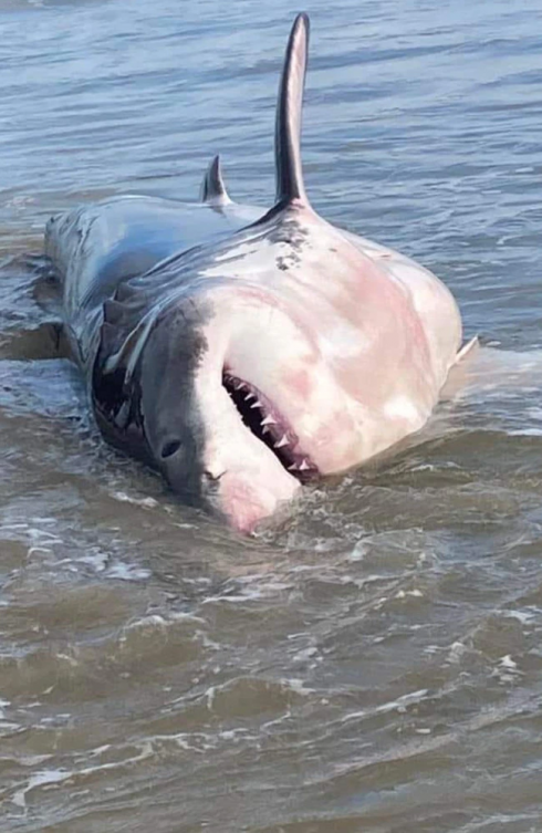 Australia, un grande squalo bianco di oltre quattro metri muore sulla spiaggia nel nord del New South Wales