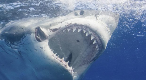 Padre e figlio attaccati da un enorme squalo bianco. Ecco il video del momento dell'attacco