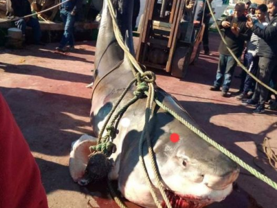 Presenza grande predatore nel Mediterraneo. Catturato grande squalo bianco al largo di Chebba, nello stato di Mahdia in Tunisia