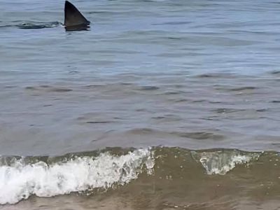 Grande squalo bianco a tre metri dalla riva: il terrore dei bagnanti. Giornata movimentata nella località di Cape Cod nel Massachusetts. 