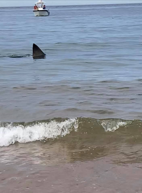 Grande squalo bianco a tre metri dalla riva: il terrore dei bagnanti. Giornata movimentata nella località di Cape Cod nel Massachusetts. 