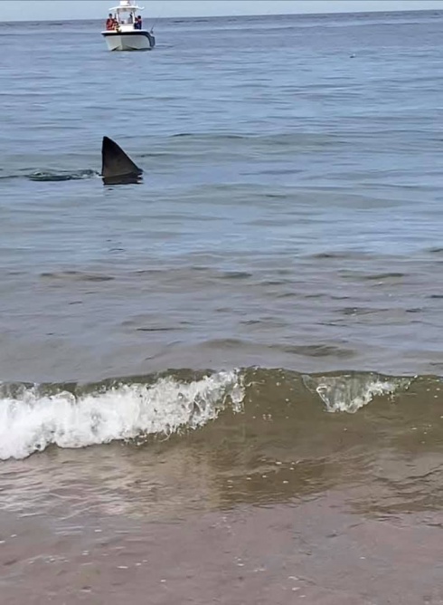 Grande squalo bianco a tre metri dalla riva: il terrore dei bagnanti. Giornata movimentata nella località di Cape Cod nel Massachusetts.