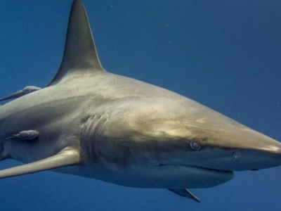 Pescatore subacqueo ucciso da due squali in Sud Africa