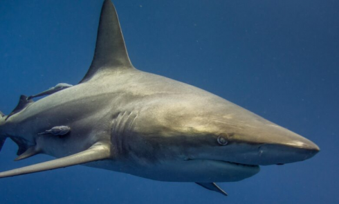 Pescatore subacqueo ucciso da due squali in Sud Africa