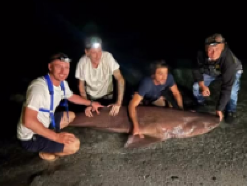 Non siamo in oceano: raro squalo capopiatto pescato e rilasciato a Reggio Calabria &ndash; Il video.