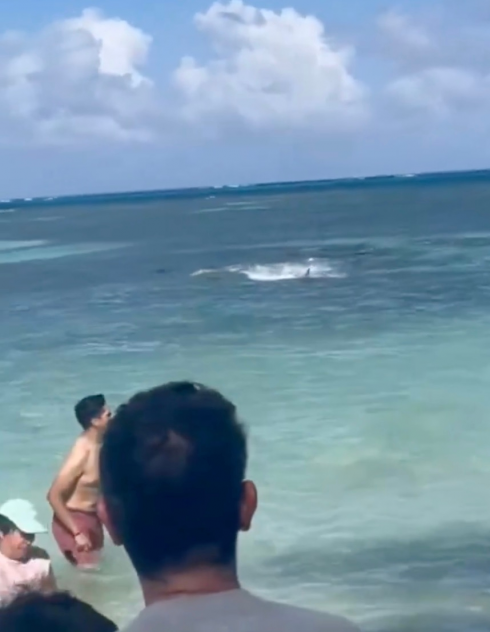 "C'è uno squalo!" e i bagnanti terrorizzati scappano in spiaggia in una località turistica dei Caraibi – Il video