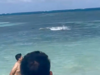 "C'è uno squalo!" e i bagnanti terrorizzati scappano in spiaggia in una località turistica dei Caraibi – Il video