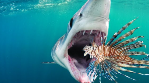 Squali e specie aliene nei mari greci sollevano preoccupazioni crescenti per il turismo e la pesca professionale