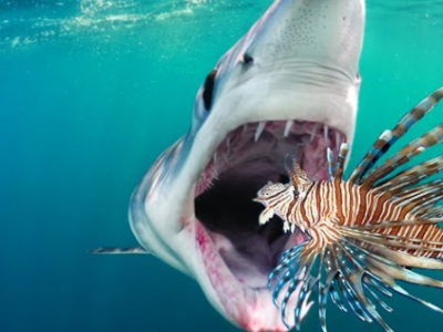 Squali e specie aliene nei mari greci sollevano preoccupazioni crescenti per il turismo e la pesca professionale