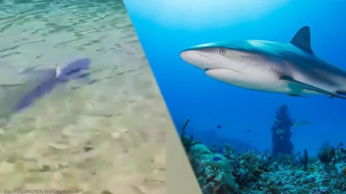 Un grosso squalo riappare nelle acque della Croazia