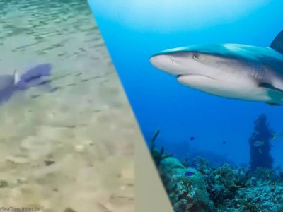 Un grosso squalo riappare nelle acque della Croazia